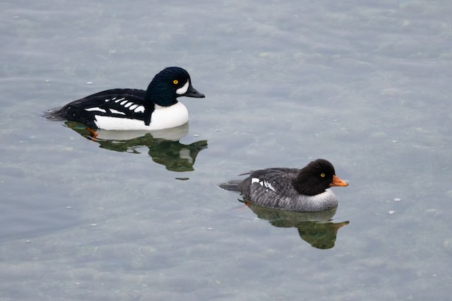 Barrow's Goldeneye