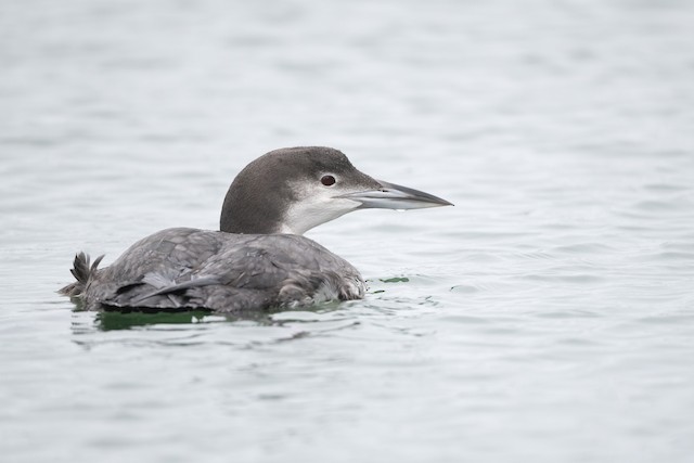 Common Loon