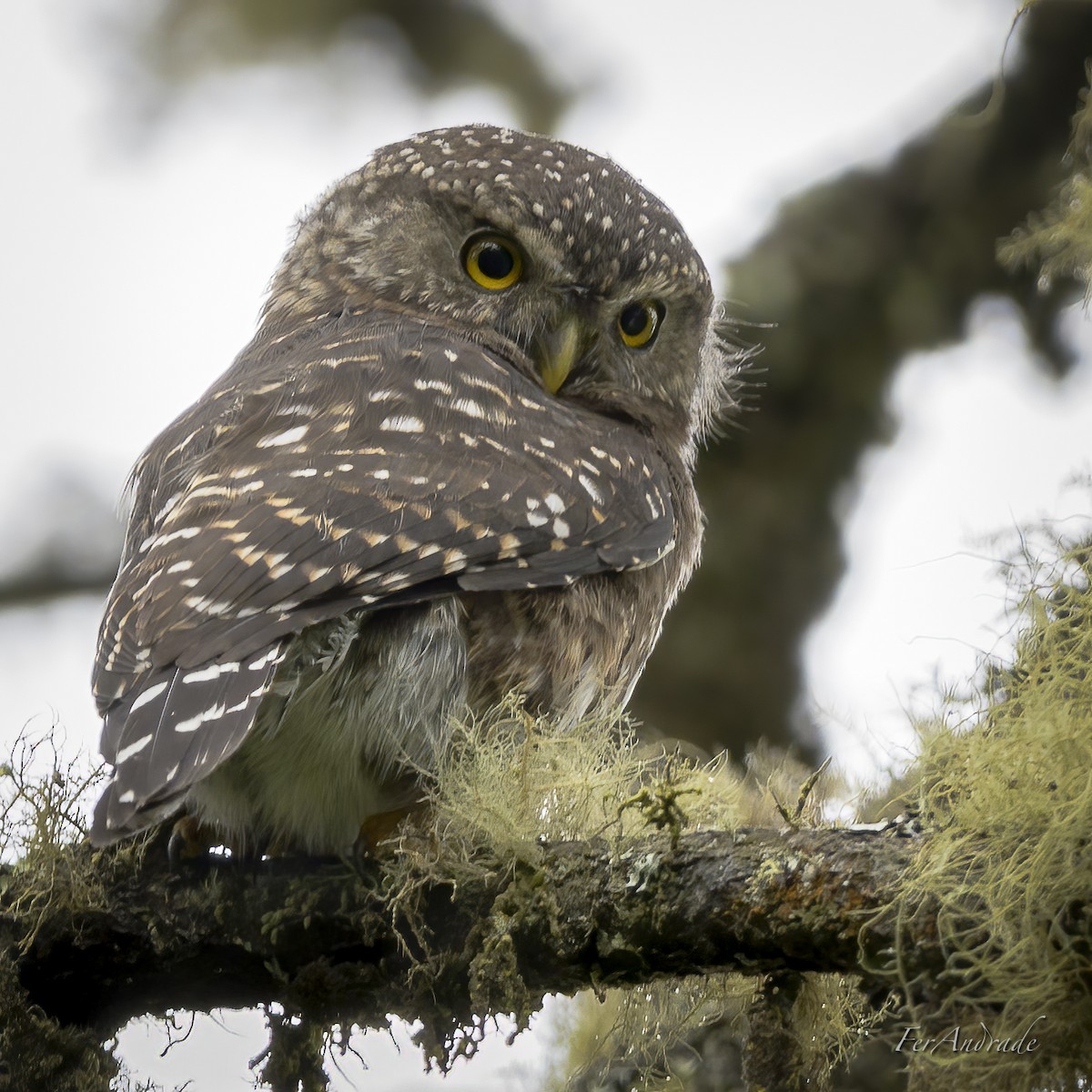 Andean Pygmy-Owl - ML397447071