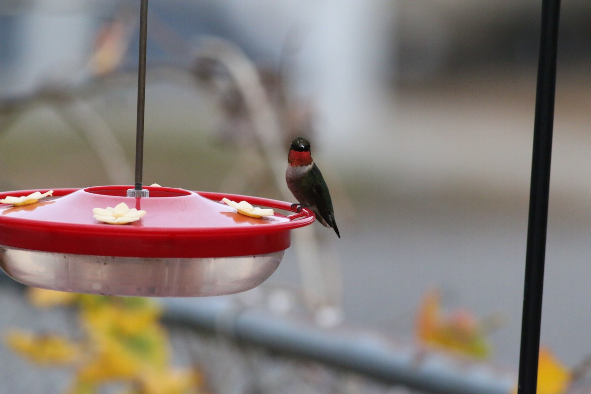 Ruby-throated Hummingbird - ML397450021