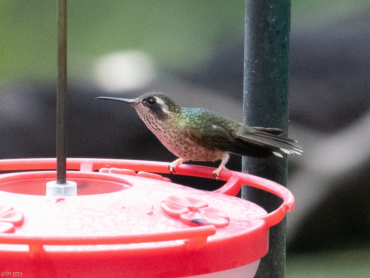 Speckled Hummingbird - ML397452661
