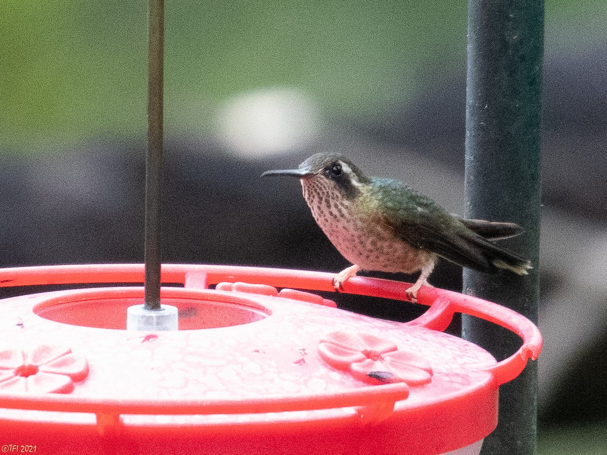 Speckled Hummingbird - ML397452671