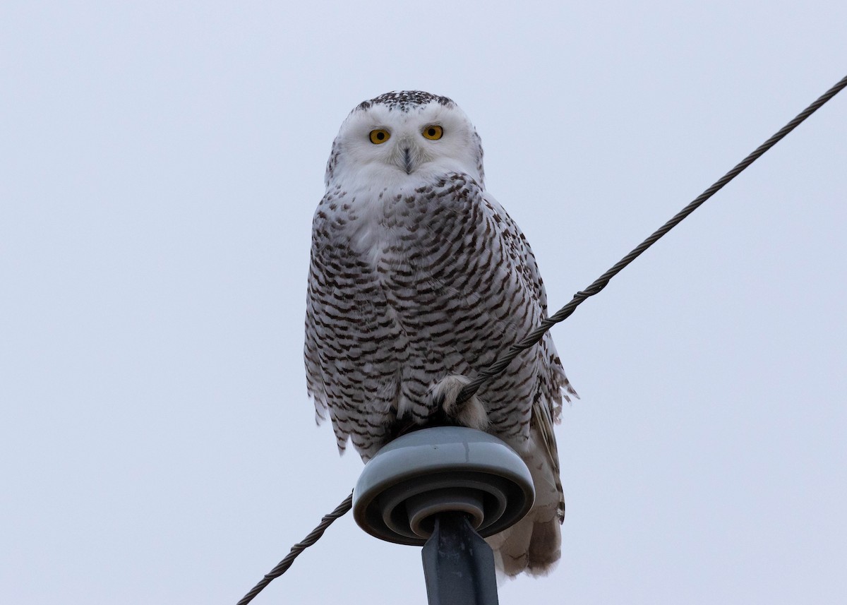 Snowy Owl - ML397463191