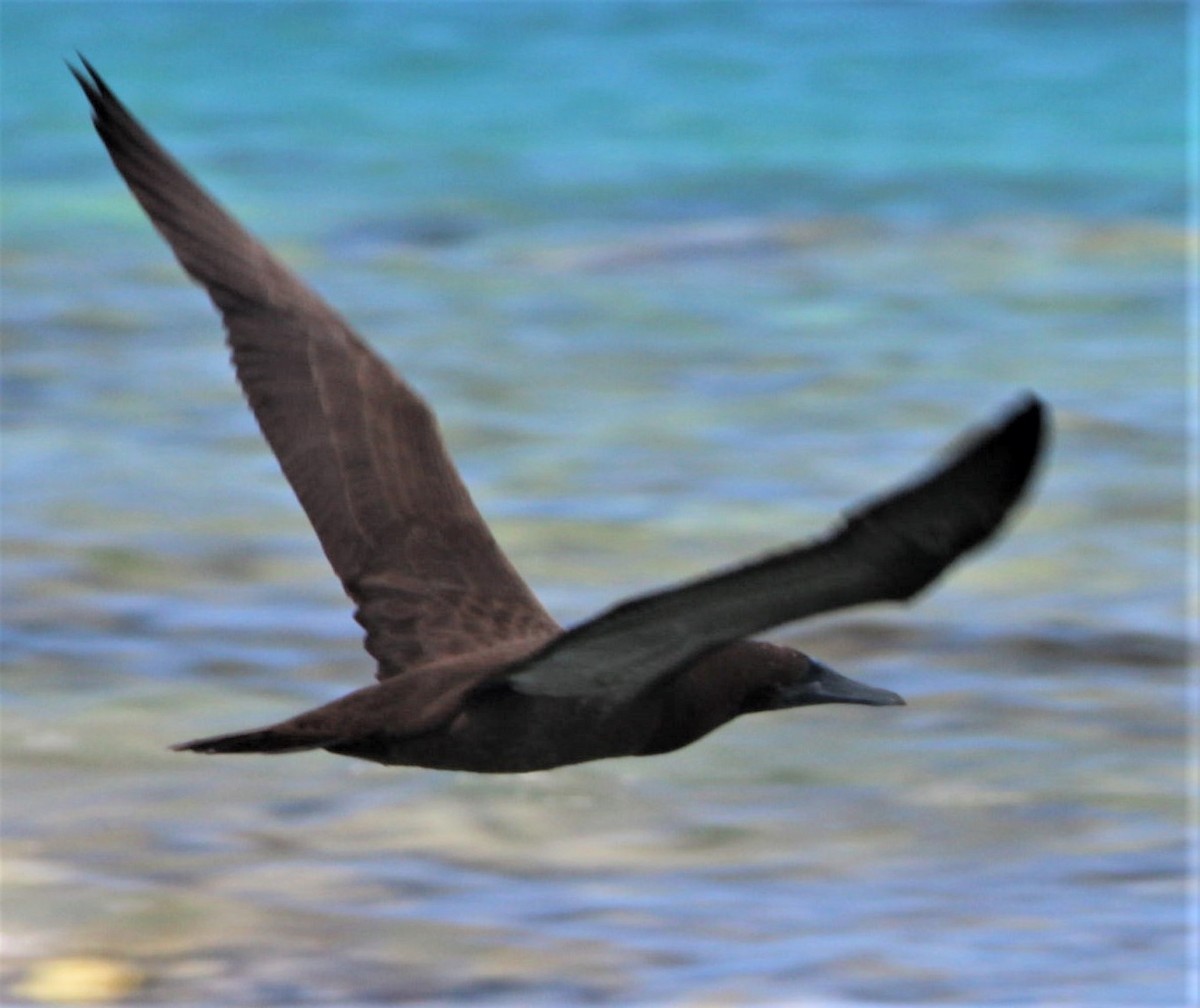 Brown Booby - ML397465271