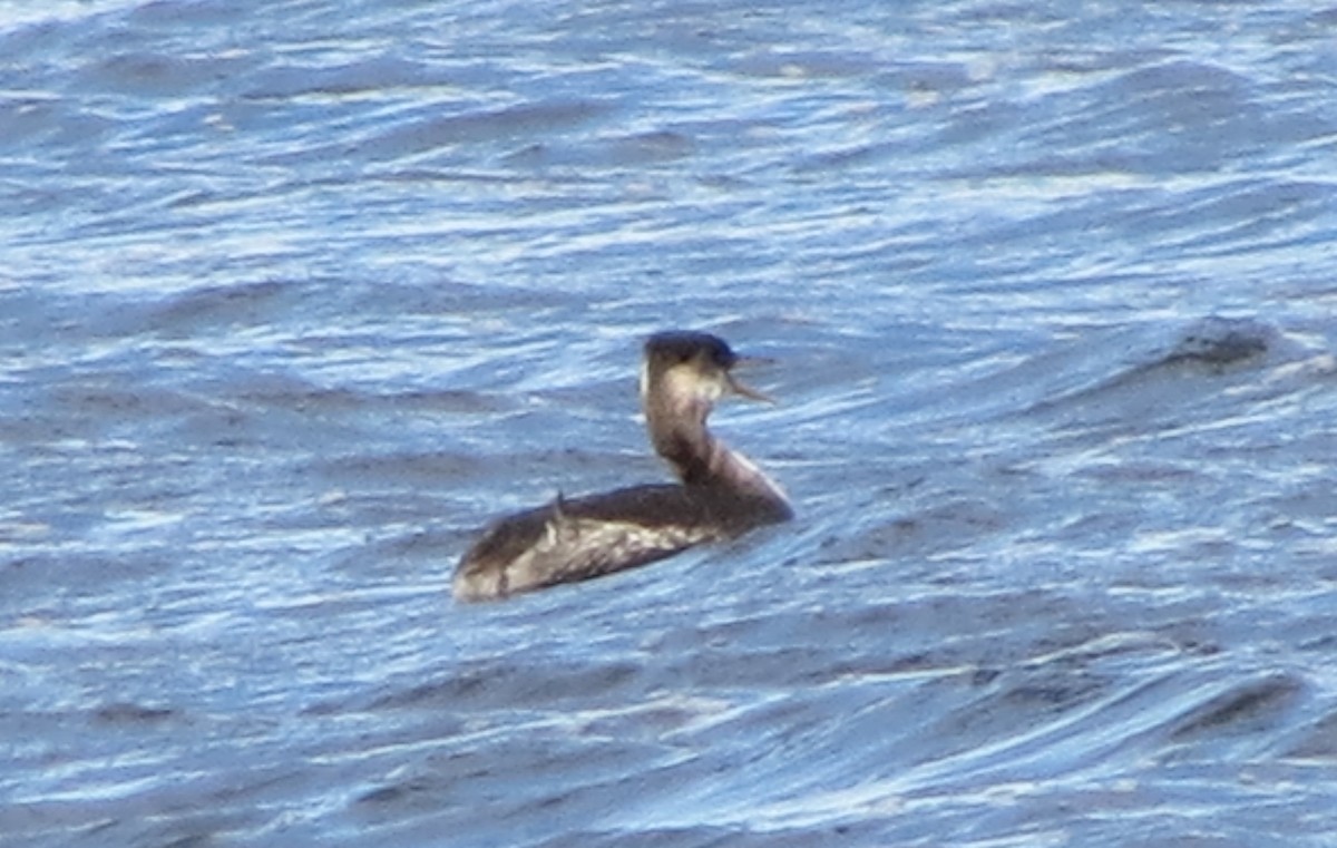 Red-necked Grebe - Pam Otley
