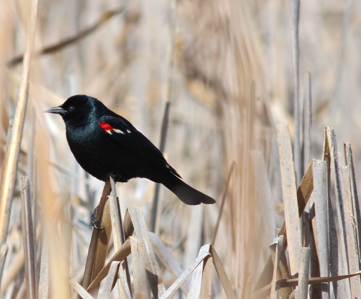 Tricolored Blackbird - Shawn Billerman