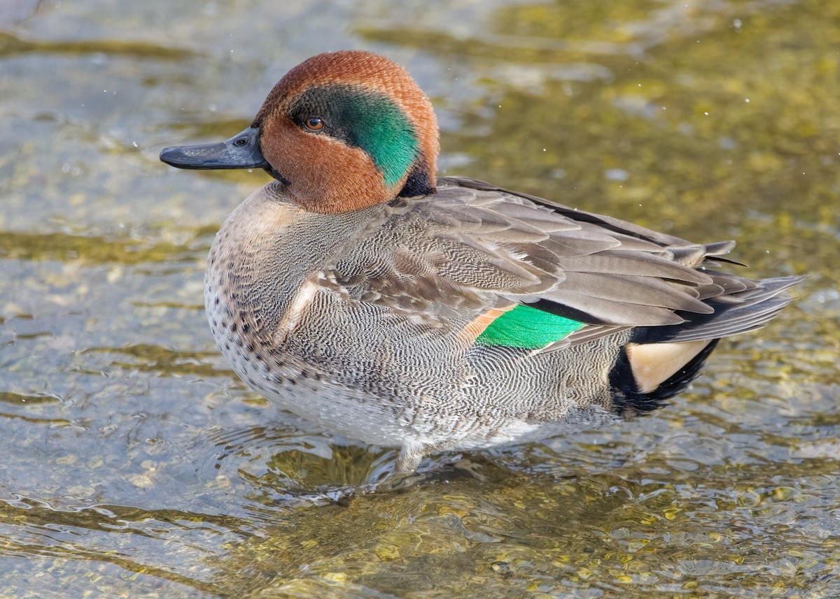 Green-winged Teal - Roy Chatburn