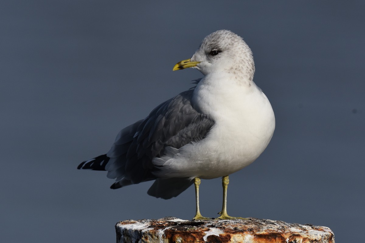 Common Gull (European) - Christoph Randler