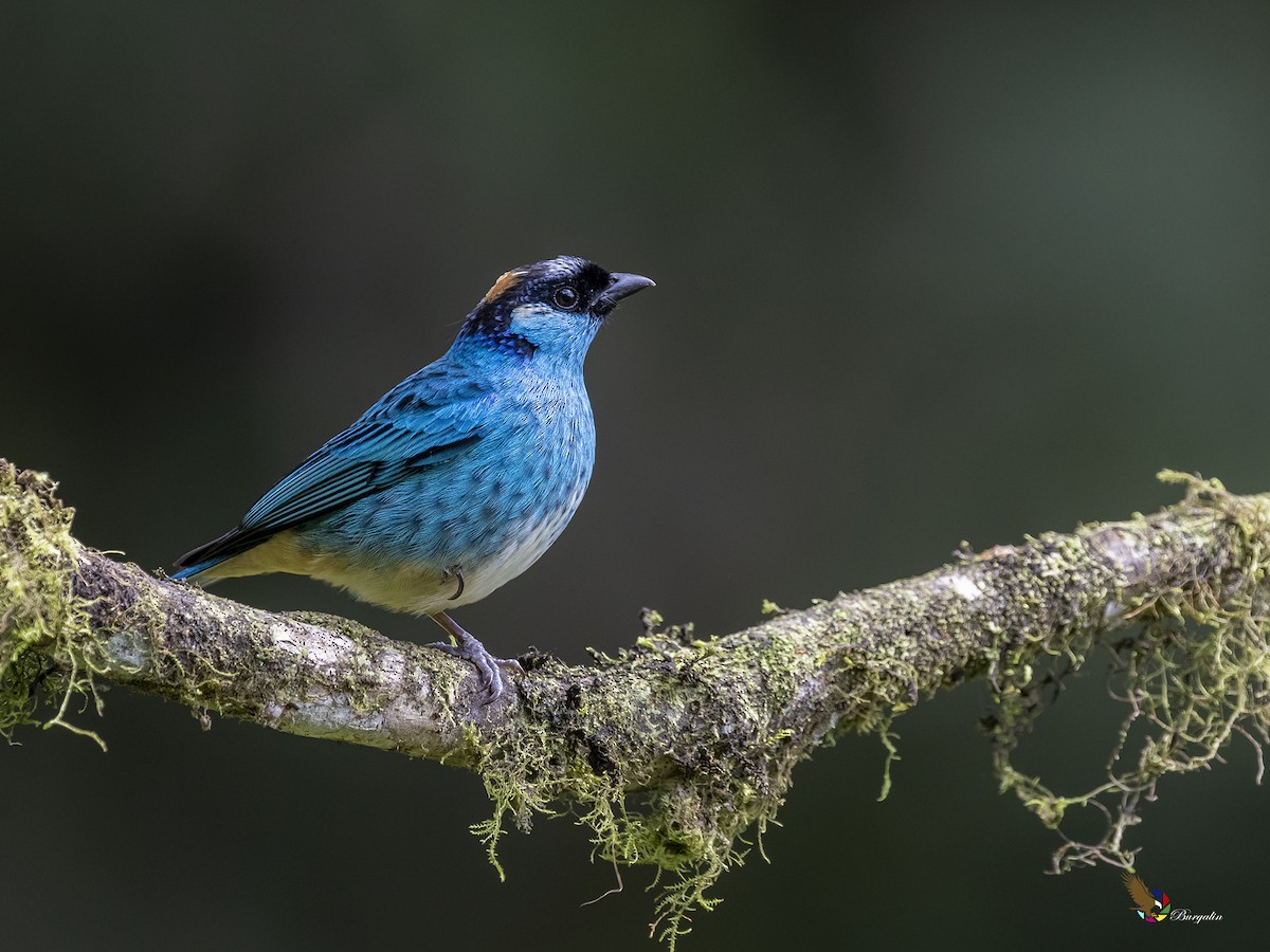 Golden-naped Tanager - ML397480721