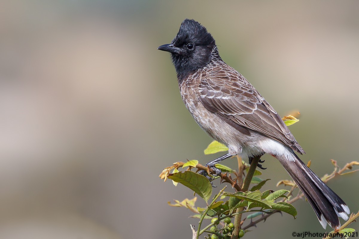 Red-vented Bulbul - ML397486021