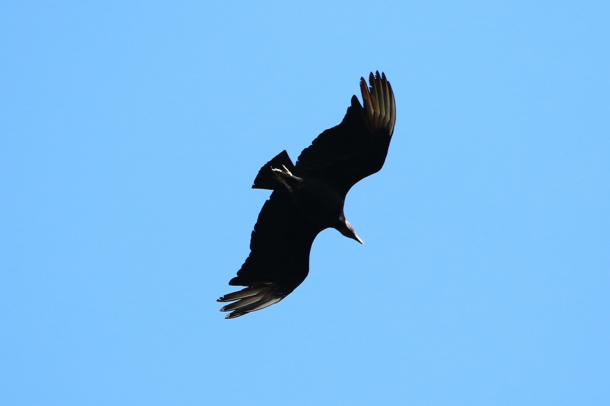 Black Vulture - ML397487261