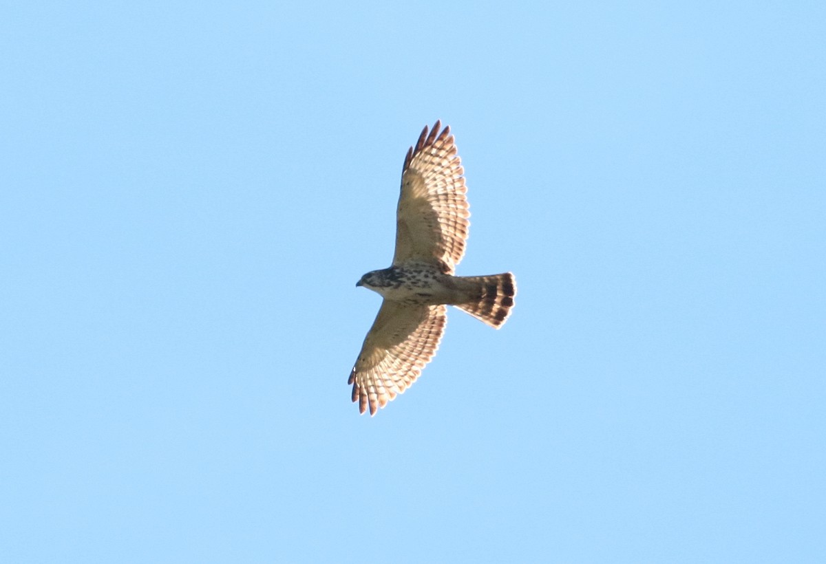 Broad-winged Hawk (Northern) - ML397489291