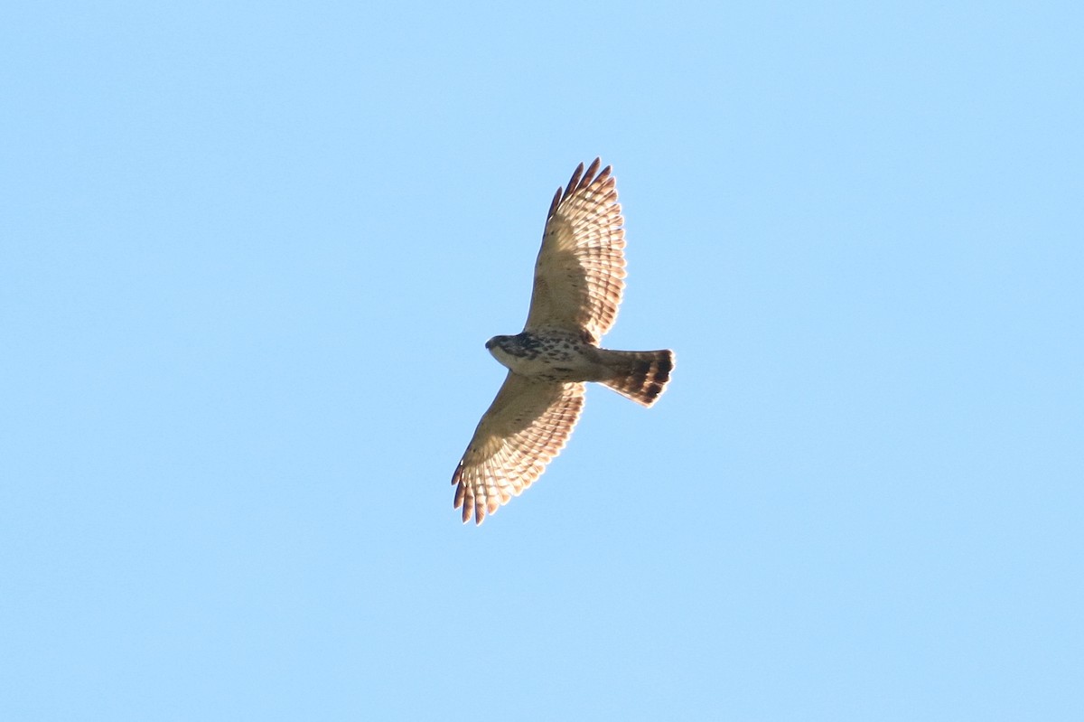 Broad-winged Hawk (Northern) - ML397489301