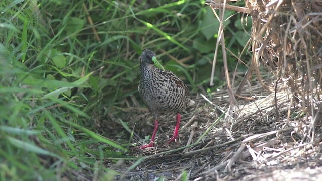 Spotted Rail - ML397504721