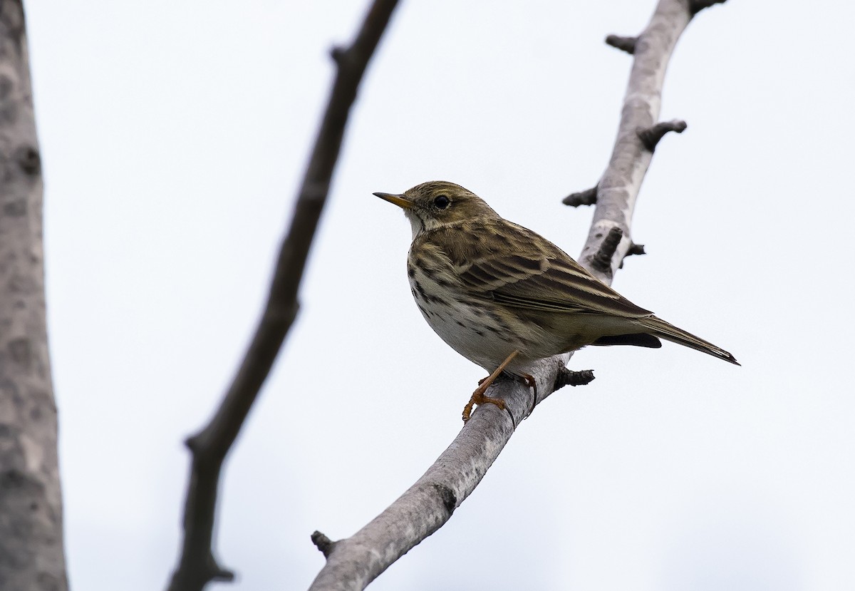 Meadow Pipit - ML397508171