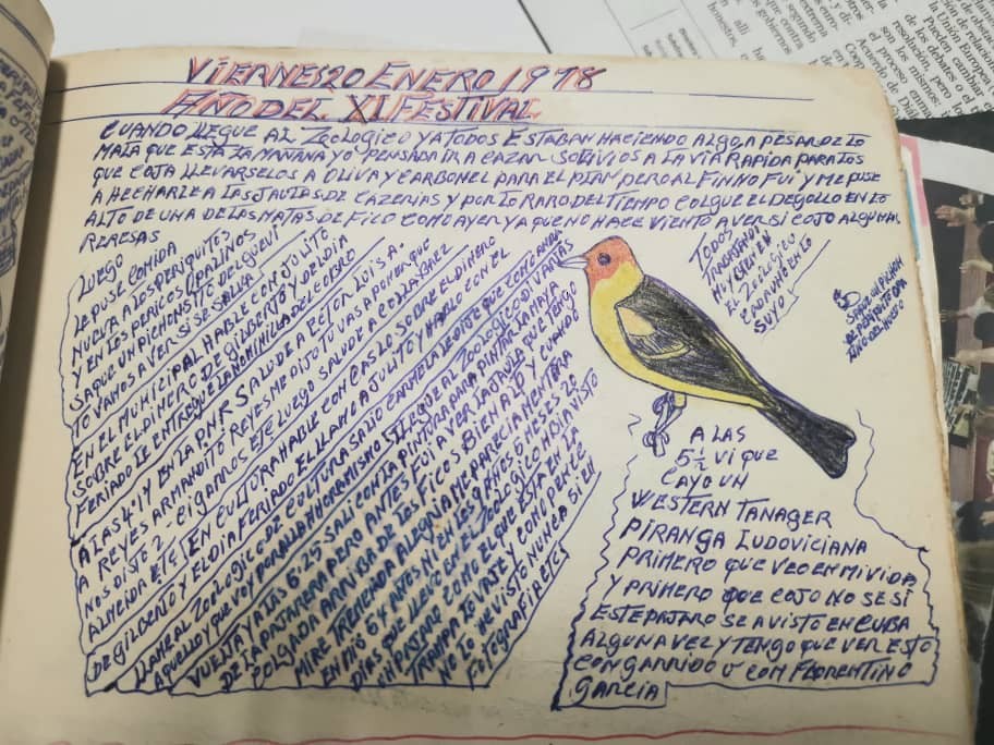 Western Tanager - ML397508571
