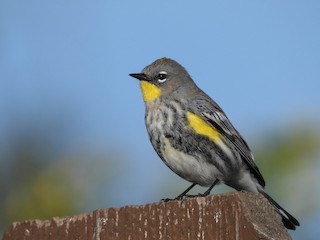 Yellow-rumped Warbler