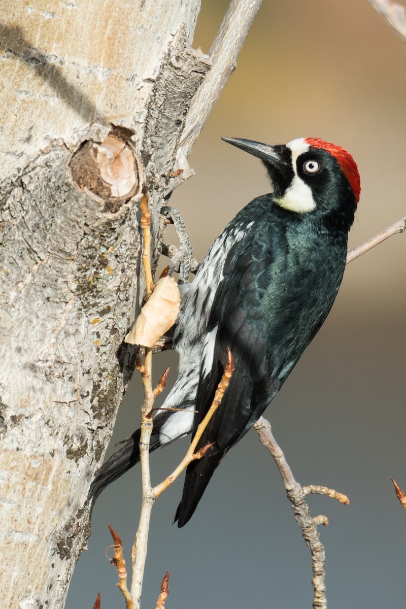 Acorn Woodpecker - ML397513301