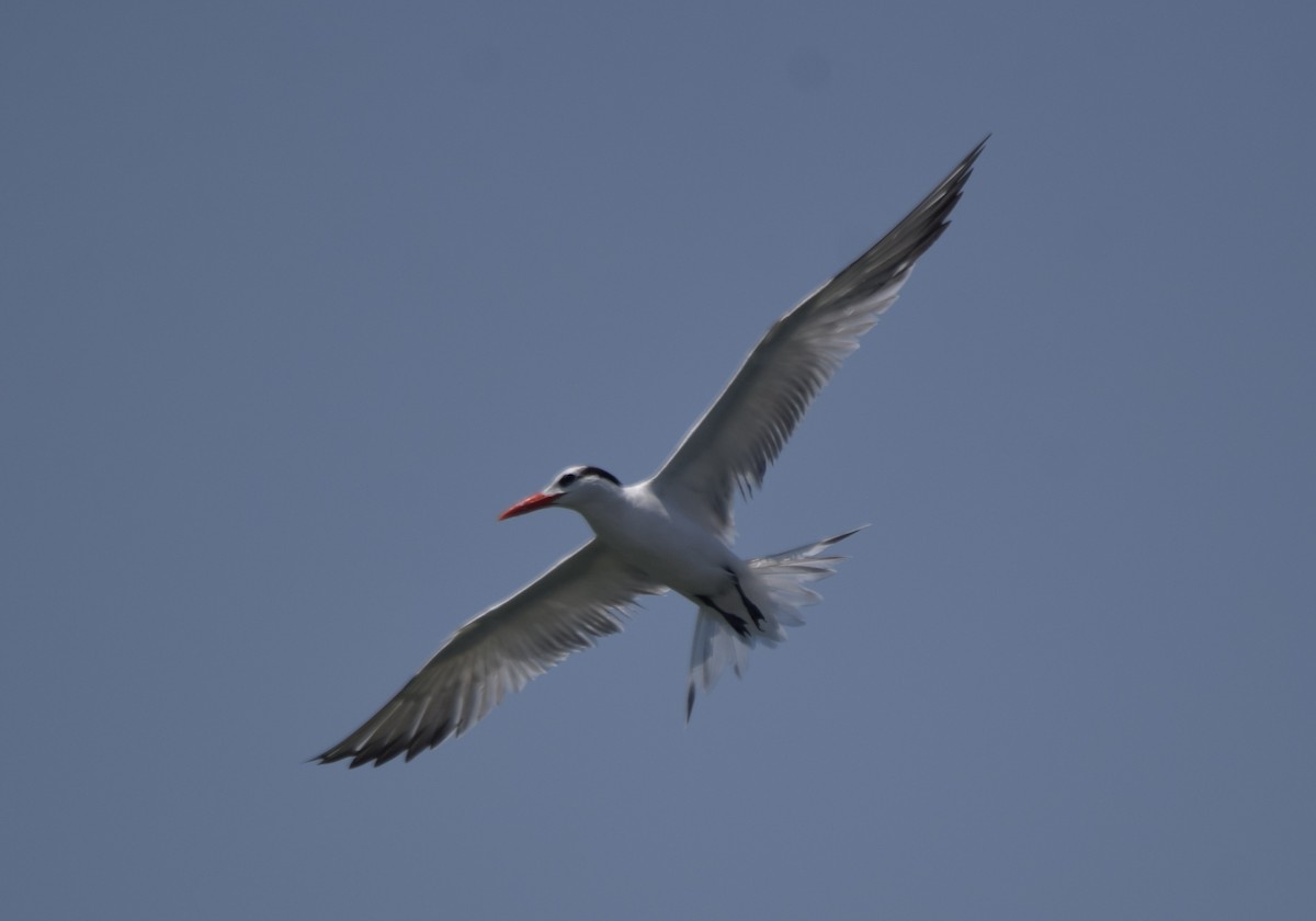 Royal Tern - Paul Vandenbussche