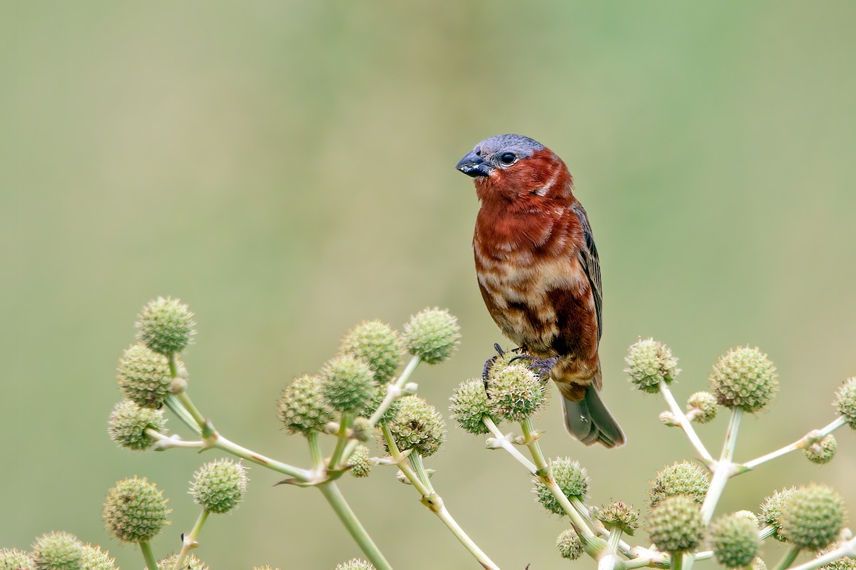 Chestnut Seedeater ML397519671