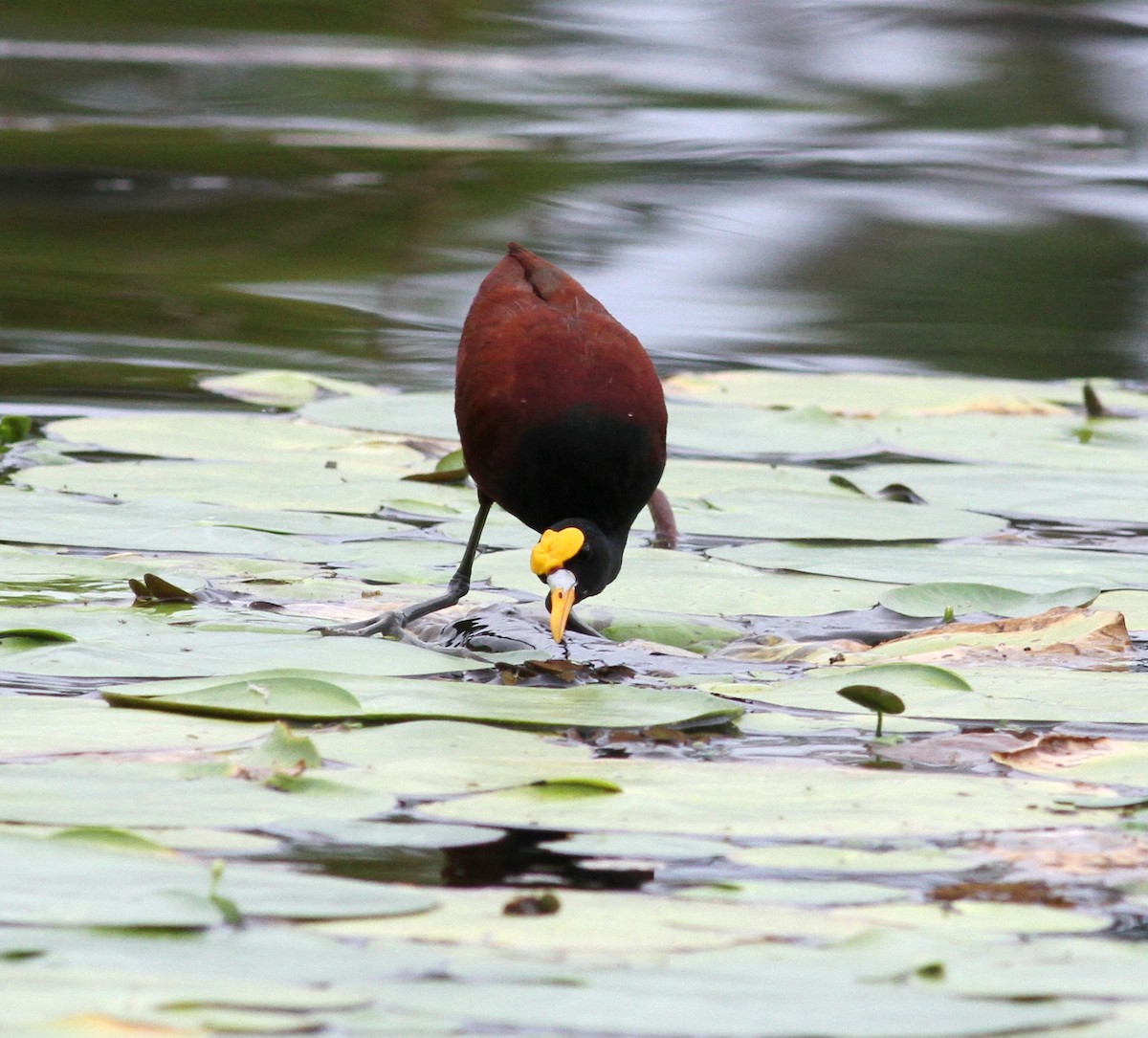 Northern Jacana - Georges Duriaux