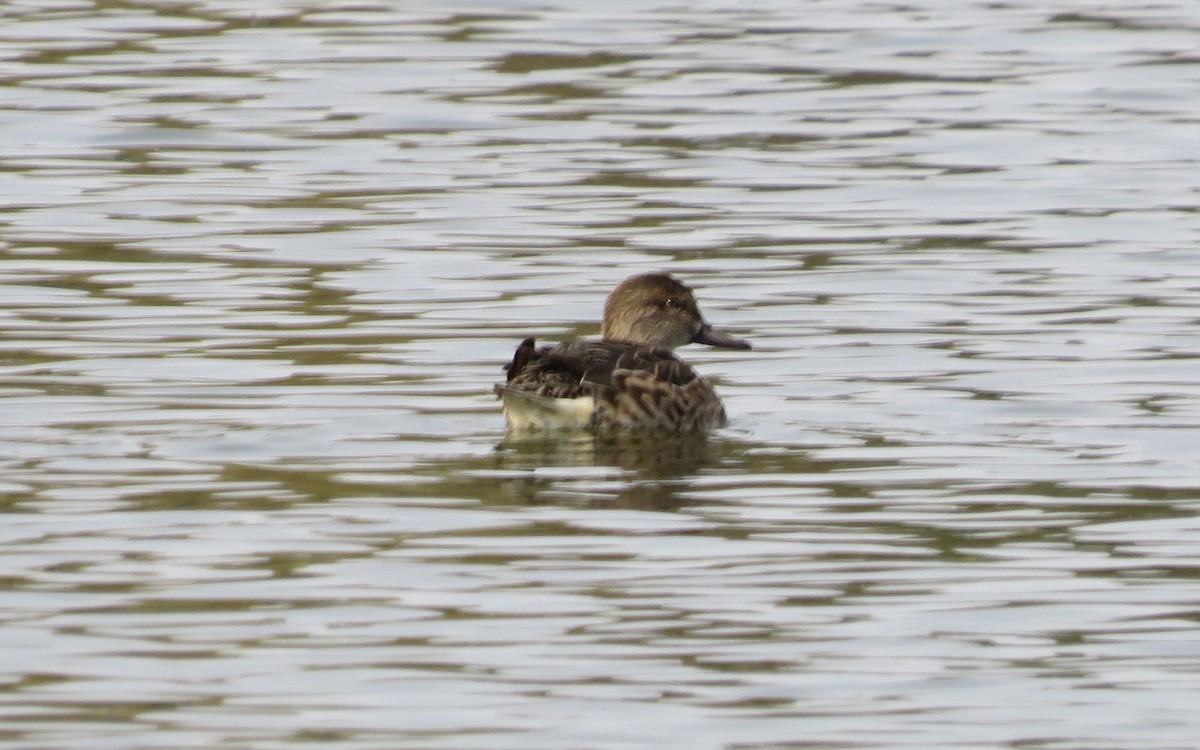 Green-winged Teal - ML397539941