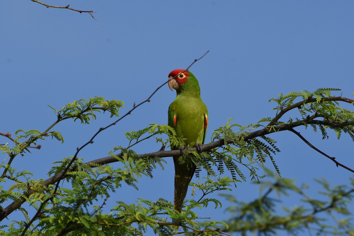Guayaquil Papağanı - ML397540341