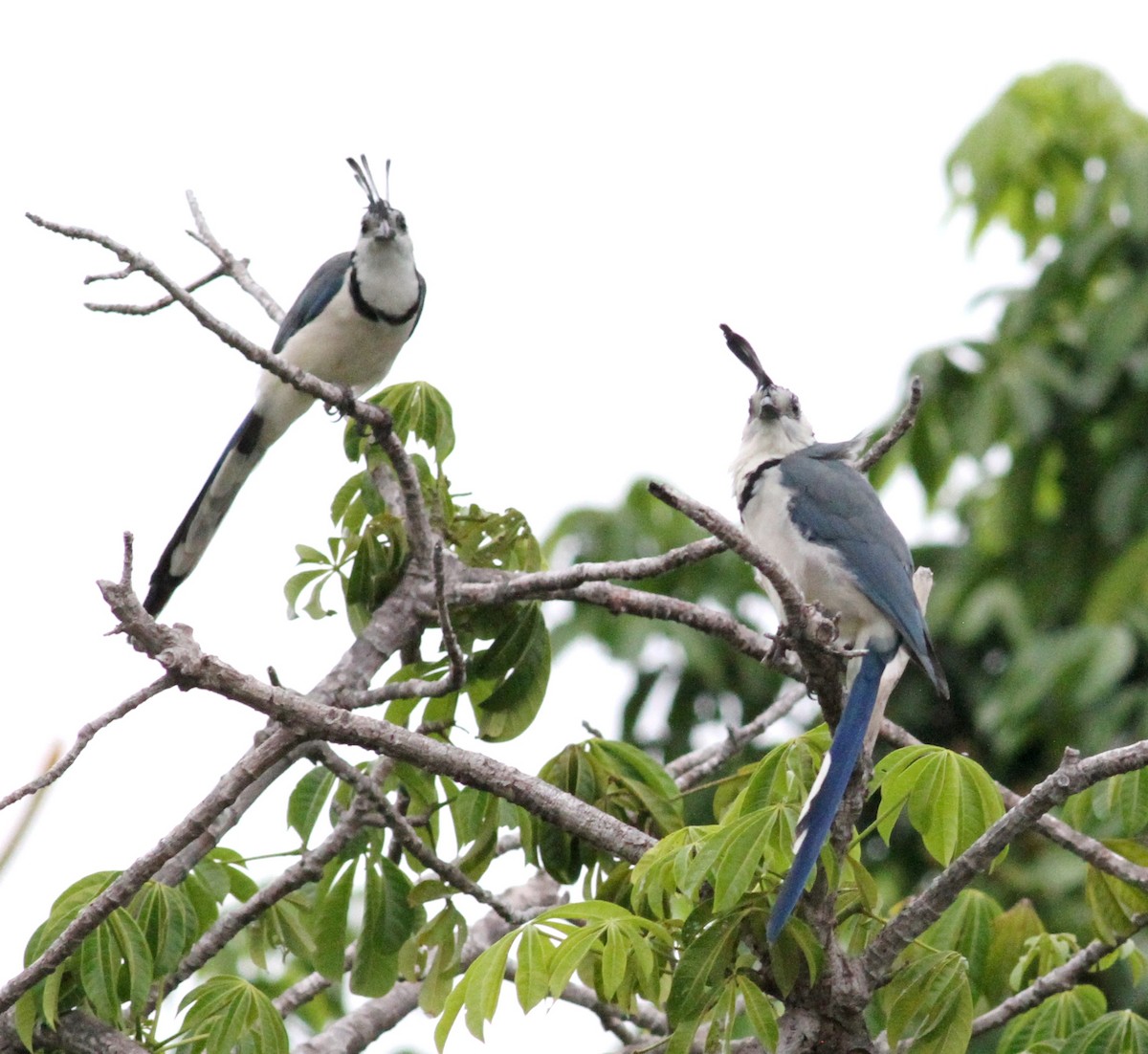 White-throated Magpie-Jay - Georges Duriaux