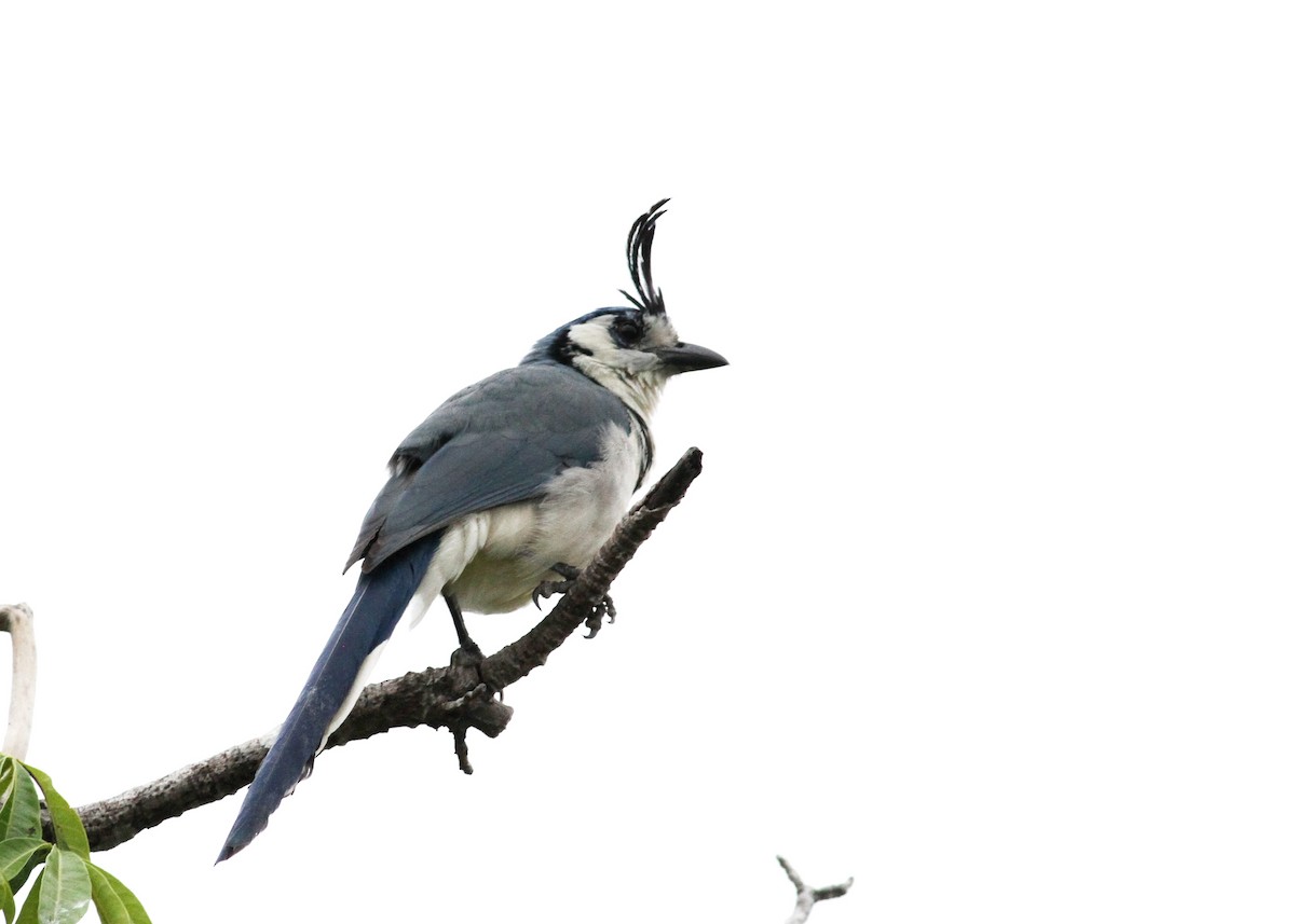 White-throated Magpie-Jay - ML39754191