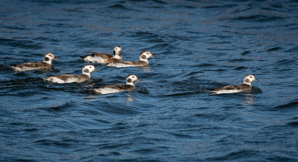 Long-tailed Duck - ML397544041