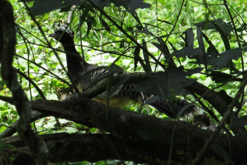 Bare-faced Curassow - ML39754411