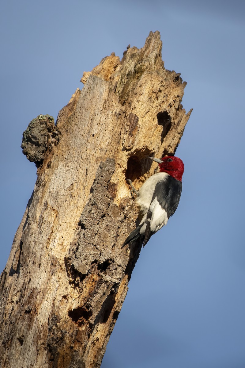 Red-headed Woodpecker - ML397544411