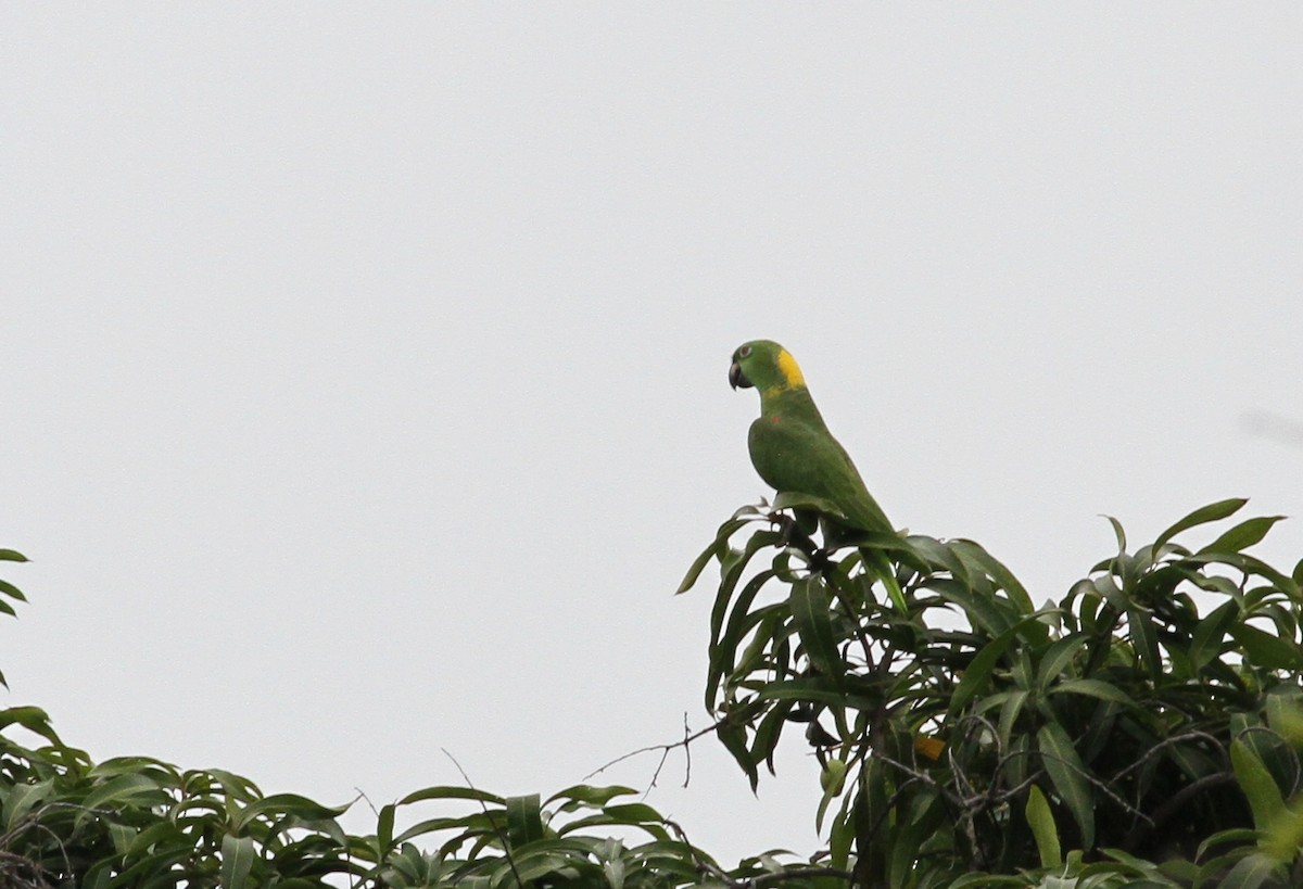 Yellow-naped Parrot - Georges Duriaux