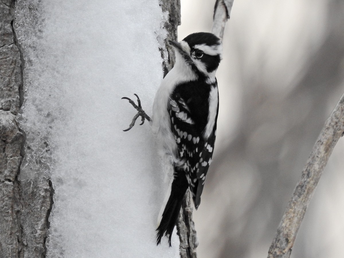 Downy Woodpecker - Dave HH