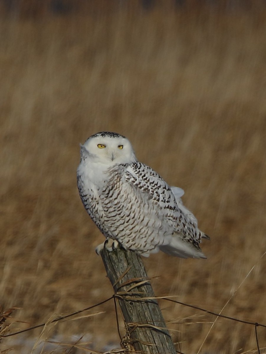 Snowy Owl - ML397553541
