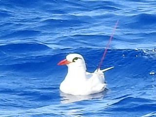 Red-tailed Tropicbird - ML397560391
