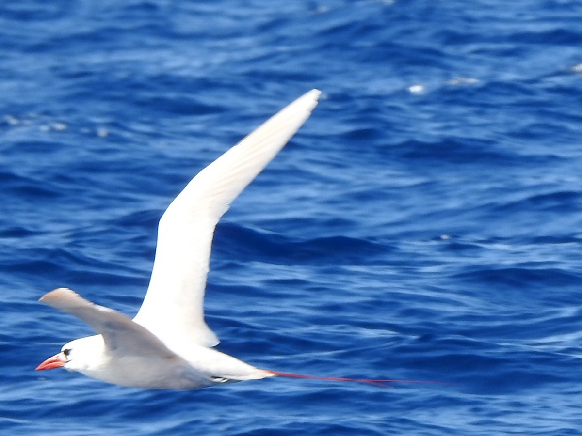 Red-tailed Tropicbird - ML397560411