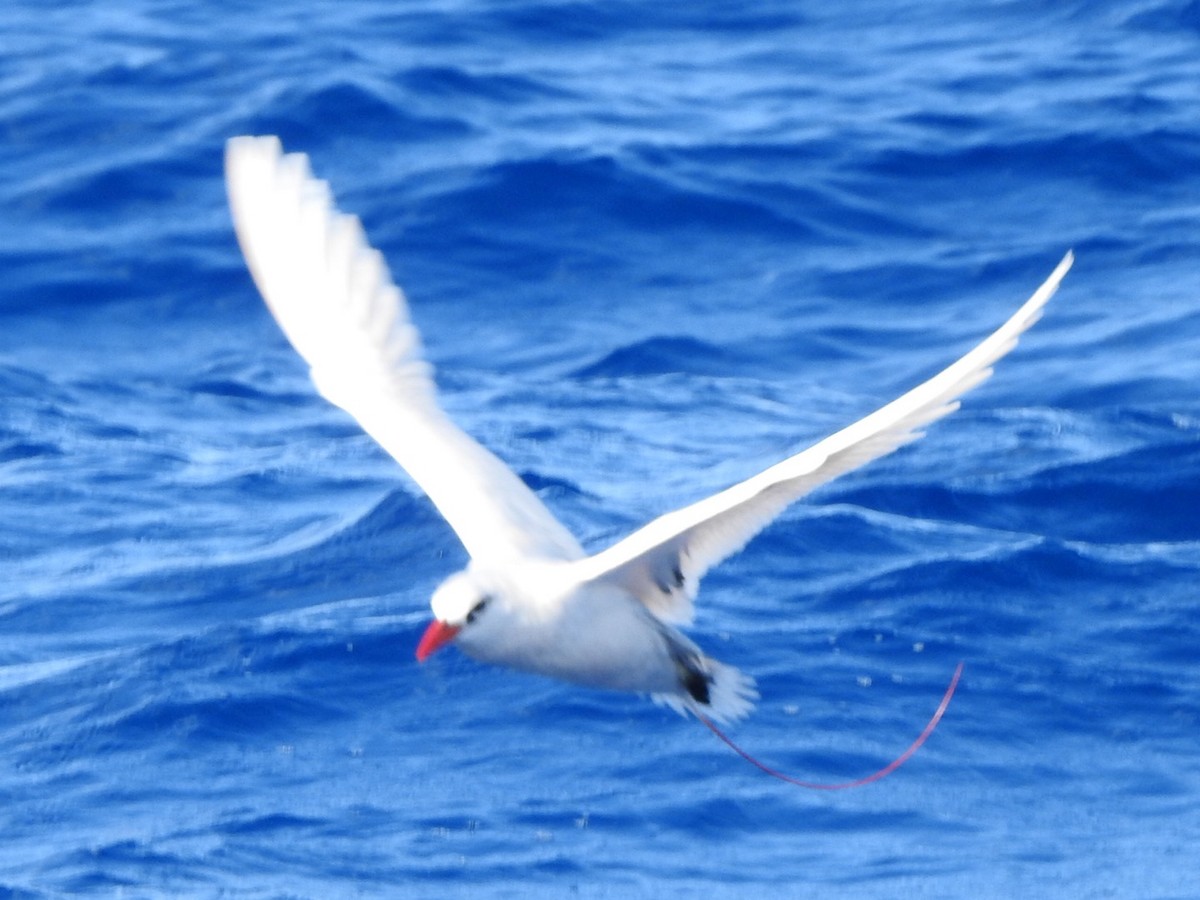 Red-tailed Tropicbird - ML397560421