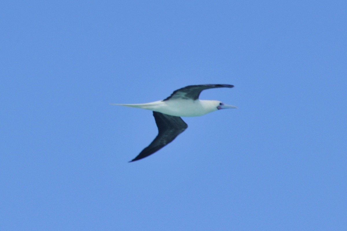Red-footed Booby - ML39756101
