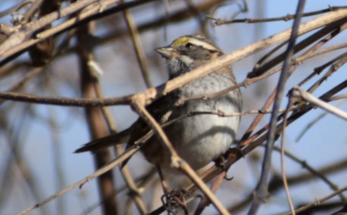 White-throated Sparrow - ML397561171