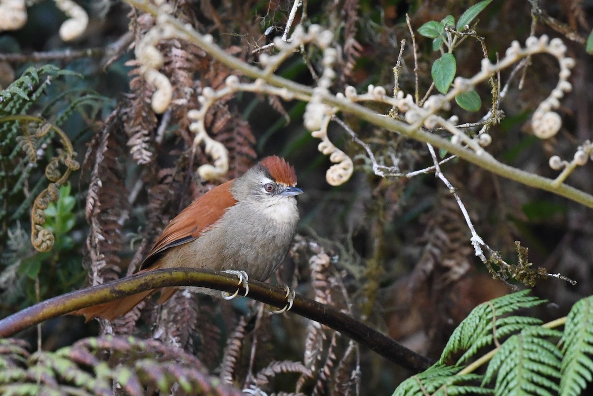 Marcapata Spinetail - ML397564071