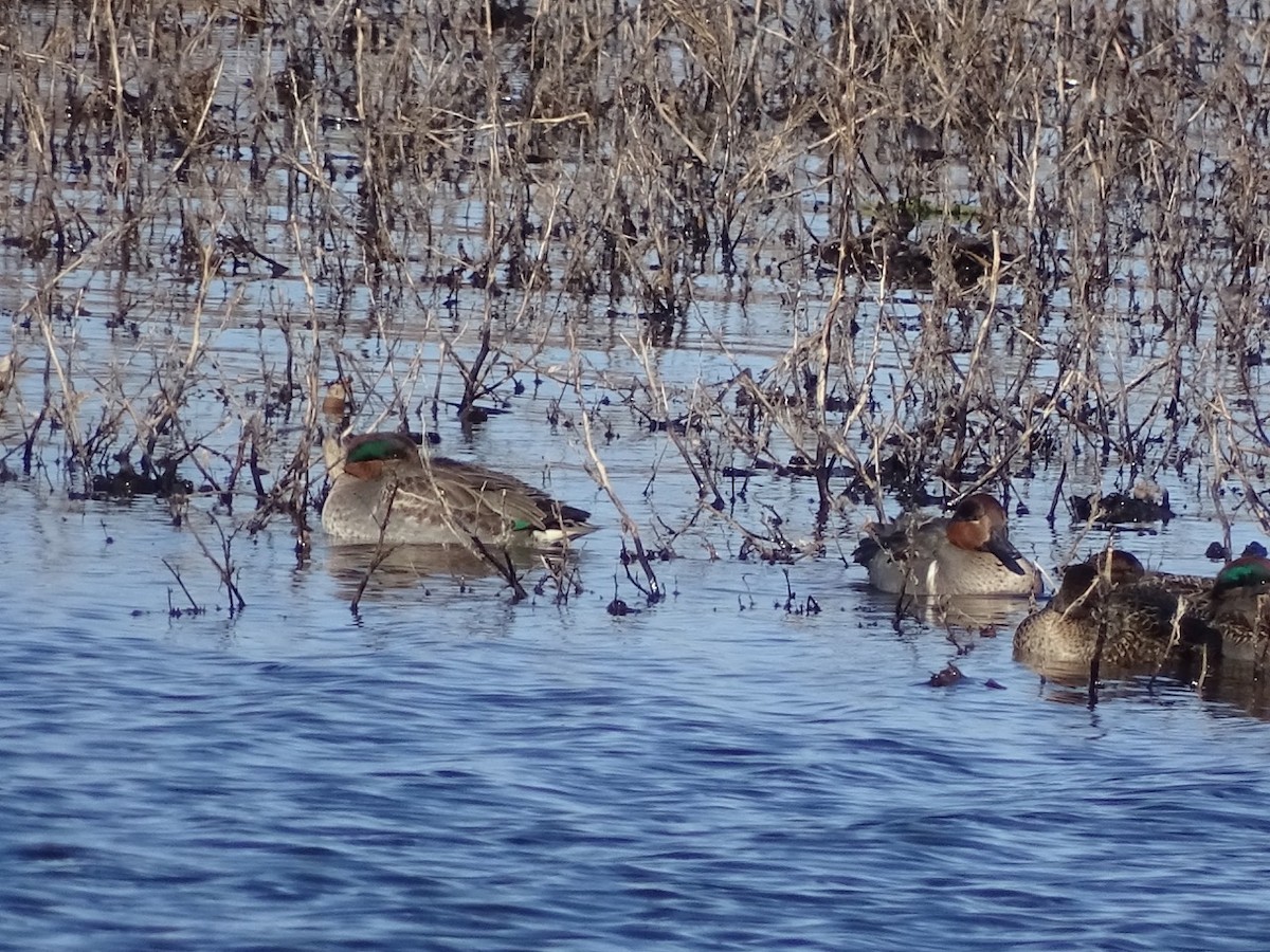 Green-winged Teal - ML39756701