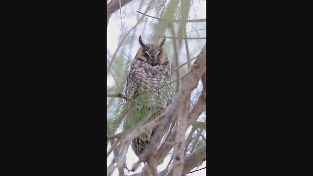 Long-eared Owl - ML397571161