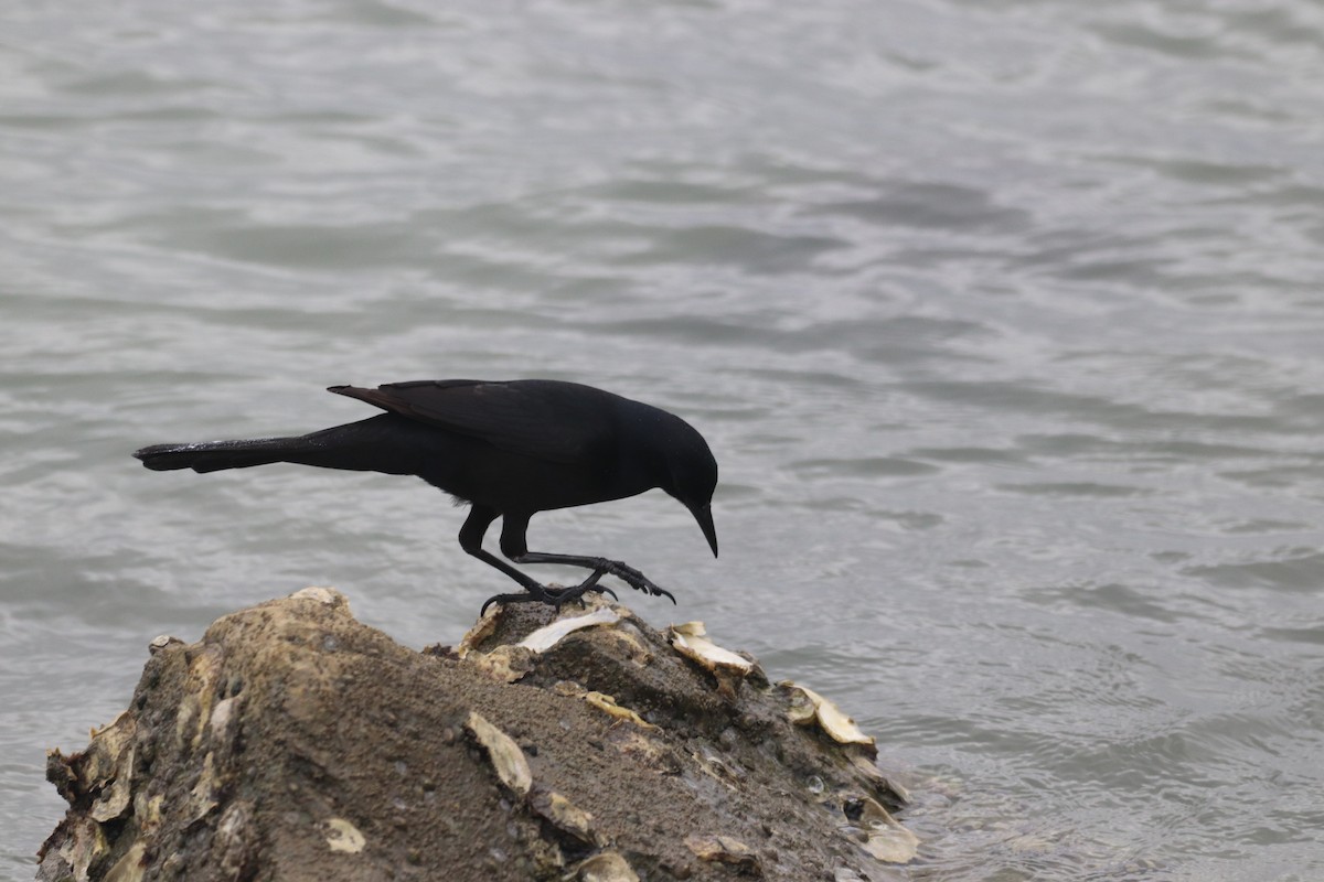 Boat-tailed Grackle - ML397574011