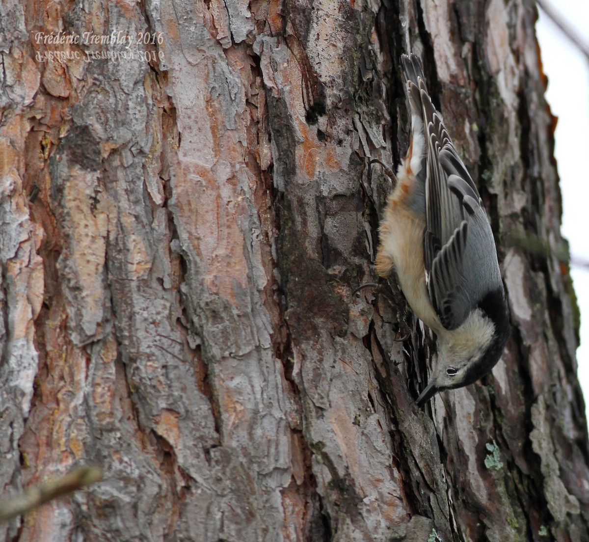 White-breasted Nuthatch - frederic tremblay
