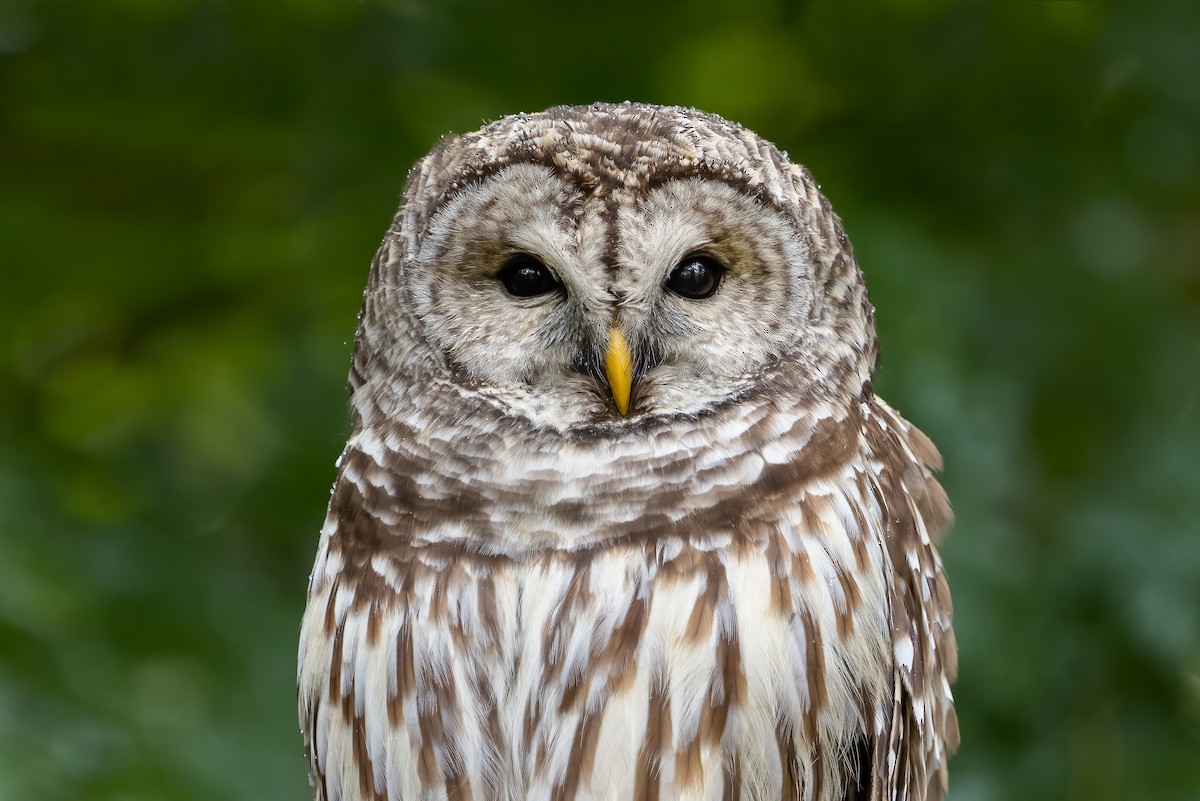 Barred Owl - ML397582261