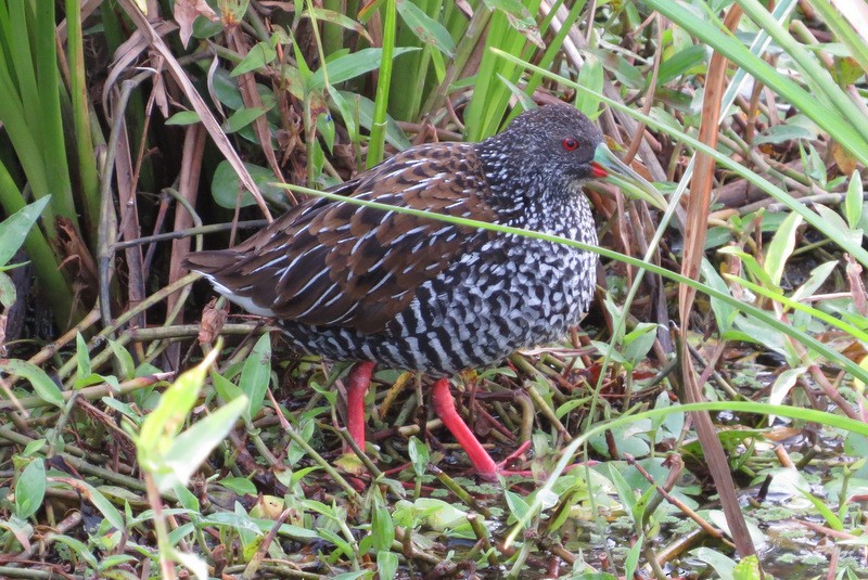 Spotted Rail - ML39758281