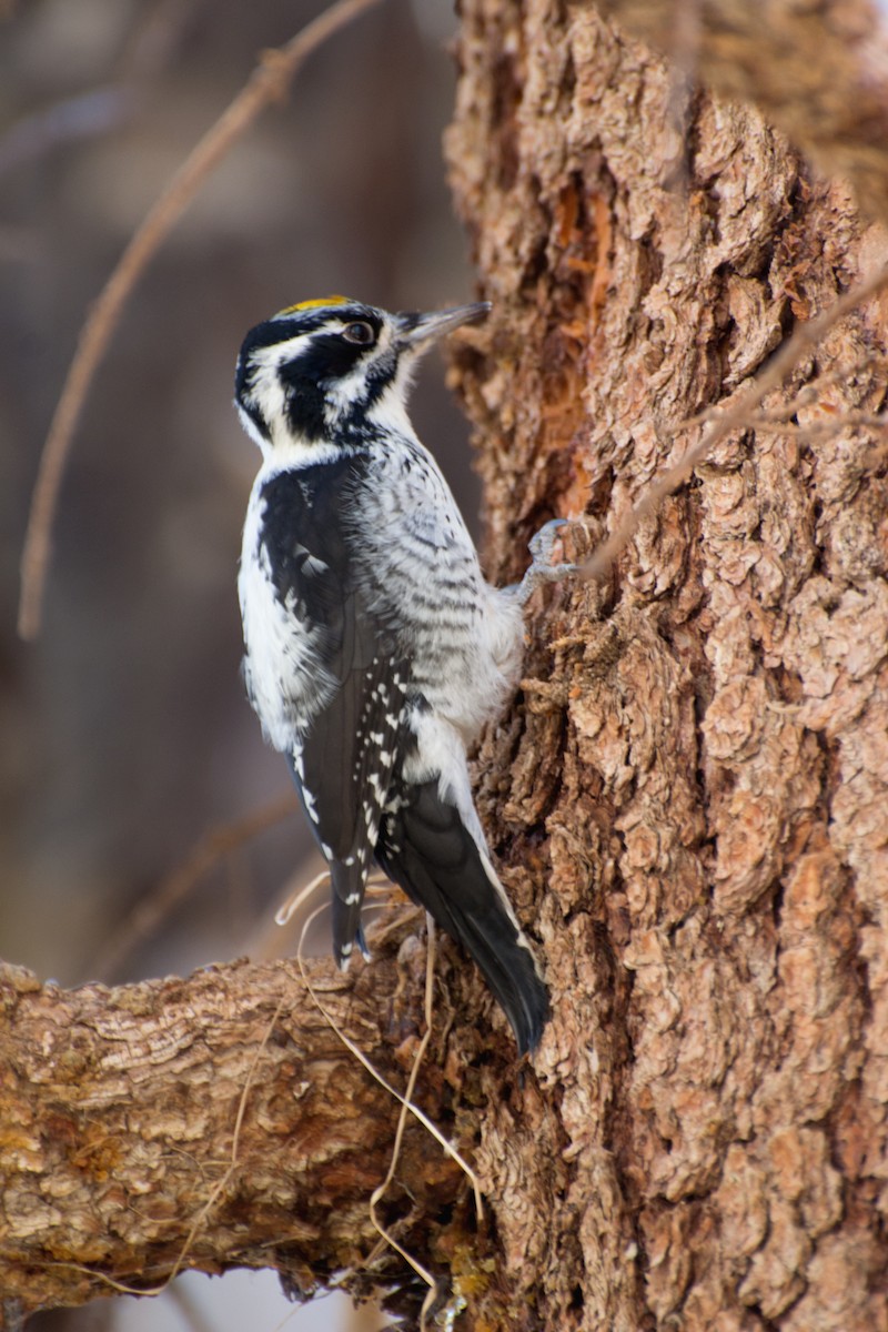 American Three-toed Woodpecker - Cait Boyd