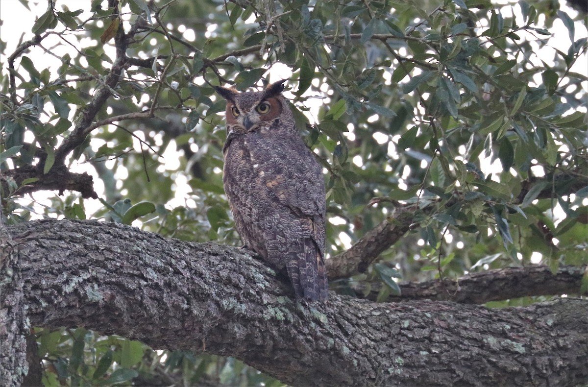 Great Horned Owl - ML397588811