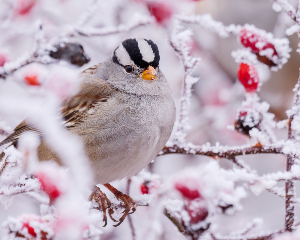 White-crowned Sparrow - Aidan Lorenz
